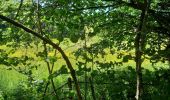 Tour Wandern Presles - Fontaine de Pétouze- Grotte des boeufs - Photo 15