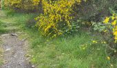 Trail Walking Monschau - Tour de Monschau 20Km - Photo 16