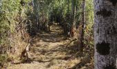 Tour Wandern Gargilesse-Dampierre - Beau parcours au départ du moulin de Gargilesse - Photo 6