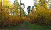 Randonnée Marche Saint-Jean-aux-Bois - en forêt de Compiègne_19_le Puits d'Antin_les Mares St-Louis_La Muette - Photo 20