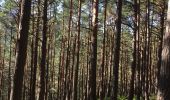 Tour Wandern Schnierlach - La tour du Faudé - Les Alisiers - Photo 4