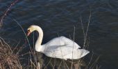 Tour Wandern Oupeye - 20220303 - TOTEMUS Hermalle-sous-Argenteau 6.7 Km - Photo 16