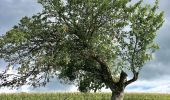 Tour Zu Fuß Affoltern am Albis - Sunnenbüel - Türlen - Photo 9