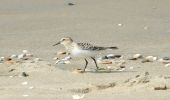 Tocht Te voet Wassenaar - Strandroute - Photo 7