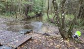 Randonnée Marche Martelange - Dans l’intimité d’une forêt  - Photo 15