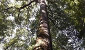 Tocht Stappen Belforêt-en-Perche - le chêne de l'école - Photo 3