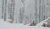 Trail Snowshoes Belmont - cascade de la serva - Photo 6