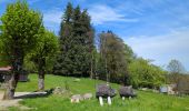 Tocht Stappen Le Hohwald - Hohwald - Rothlach - Neuntelstein - Photo 2