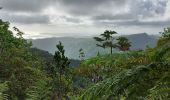 Excursión Senderismo Le Lorrain - Morne Jacob au Panneau ONF - Photo 9