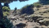 Trail Walking Banyuls-sur-Mer - puig de sallfort depuis coll de vallauria - Photo 11