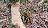Percorso Marcia Houffalize - promenade du hérou - Photo 12