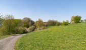 Tocht Te voet Warburg - A9 Rundwanderweg Hardehausen - Photo 2