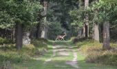 Tour Zu Fuß Apeldoorn - Deelerwoud - Blauw - Photo 6