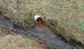 Tour Zu Fuß Kleinkahl - Schwarzer Fuchs, Rundwanderweg Kleinkahl - Photo 10