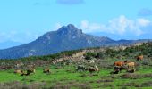 Excursión Senderismo Lumio - SityTrail - 2666112 - lavatoggio-lumio - Photo 17