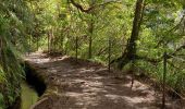 Trail Walking Santana - PR9 Levada do caldeirao verde - Photo 8
