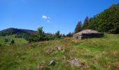 Tocht Stappen Luttenbach-près-Munster - Autour du Petit Ballon et ses fermes auberges - Photo 11