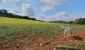 Trail Walking Gordes - Roundwalk from Hotel Les Bories with shortcut -With pictures, start/finish Sénanque - Photo 4