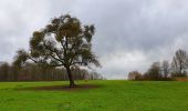 Tocht Stappen Hamois - La Promenade du Berceau du Bocq - Photo 9