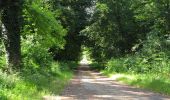 Randonnée Marche Rethondes - en forêt de Laigue_8_06_2020_les Routes des Bonshommes, de la Trouée des Bonhommes_Route forestière de Sainte-Croix - Photo 15