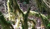 Tocht Stappen Coursegoules - Cascade de Vescagne  - Col de Vence  - Photo 1