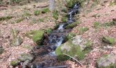 Excursión Senderismo Le Hohwald - Le Hohwald Source et Cascade - Photo 5