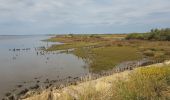 Tocht Stappen Audenge - Audenge - Tour du domaine de Graveyron - Photo 3