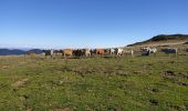Trail Walking Montaillou - Montaillou - Photo 4
