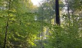 Tour Wandern Watermael-Boitsfort - Watermaal-Bosvoorde - Bouclette en Soignes chée de la Hulpe - Photo 2