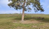 Tocht Stappen Champdieu - Randonnée sur les hauteurs de Champdieu  - Photo 11