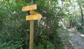 Trail Walking Boussan - Aurignac S. Botanique  - Photo 5
