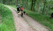 Trail Horseback riding Lambach - Promenade autour de Bitche - Photo 7
