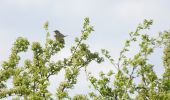 Tour Zu Fuß Unstrut-Hainich - Saugrabenweg - Photo 1