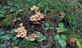 Tocht Trail Arfons - ballade cool post champignons 😋 - Photo 1