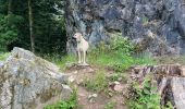 Excursión Paseo ecuestre Fouday - Fouday auberge du promont Tivio joyeux  - Photo 11