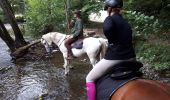 Excursión Caballo Wellin - Promenade équestre du bois saint Remacle - Photo 1