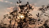 Tour Zu Fuß Haltern am See - Westruper Heide Rundweg A5 - Photo 1