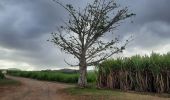 Randonnée Marche Rivière-Salée - Plantation de la Palun  - Photo 1