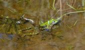 Tocht Stappen Le Cannet-des-Maures - Boucle autour du Lac des Escarcets - Photo 18