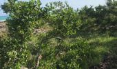 Tocht Stappen Port-Louis - Port Louis anse Bertrand  - Photo 8