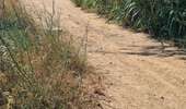 Tour Quad Collioure - Collioure - Villeneuve-de-la-Raho  - Photo 5