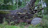 Tour Zu Fuß Kellenhusen - Waldroute, Kellenhusen - Photo 3