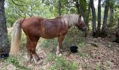 Trail Horseback riding Céreste - Provence 2025 J3 - Photo 6