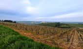 Randonnée Marche Auxerre - auxerre vezelay - Photo 7