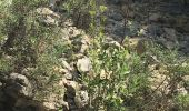 Trail Walking Vernet-les-Bains - Vernet les bains  les tours de Badany  - Photo 1