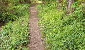 Trail Walking Orschwiller - SentH - Photo 2