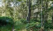 Excursión Senderismo Lieja - angleur . bois st Jacques . sart tilman . bois st laurent . angleur  - Photo 7
