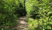 Trail Walking Les Trois-Îlets - habitation vatable et ses plantations  - Photo 16