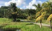 Tocht Noords wandelen Sainte-Anne - Belle mare  - Photo 2