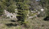 Trail Walking Plan-d'Aups-Sainte-Baume - Plan d'Aups-Sainte Baume - Photo 12